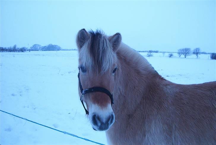 Fjordhest Vestergårdens Trine SOLGT - Vinter 4 år gammel billede 5