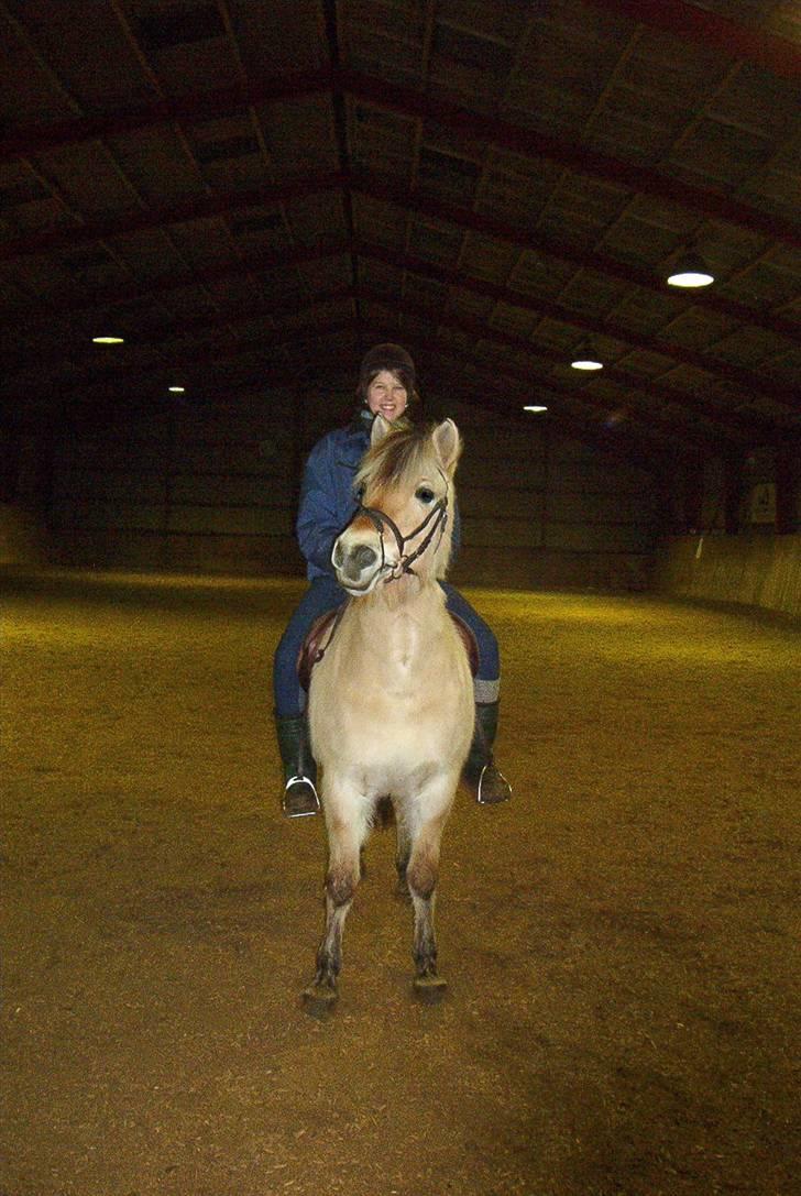 Fjordhest Vestergårdens Trine SOLGT - Vinter 01 da jeg tilred hende billede 6