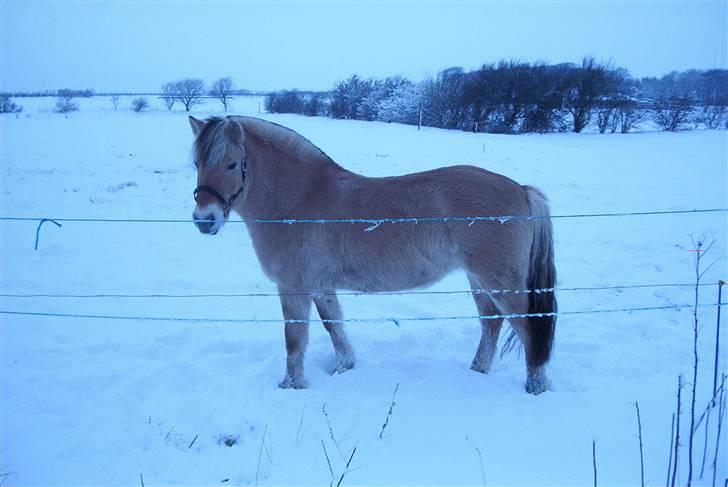 Fjordhest Vestergårdens Trine SOLGT - Vinter 4 år gammel billede 7