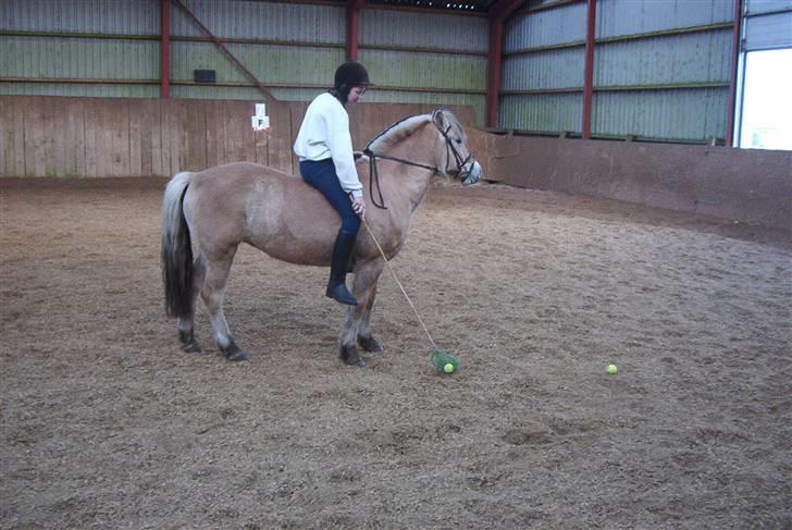 Fjordhest Vestergårdens Trine SOLGT - Ponygames i 03 billede 8