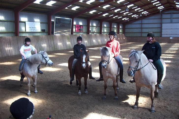 Fjordhest Vestergårdens Trine SOLGT - Ponygames i 03 billede 9