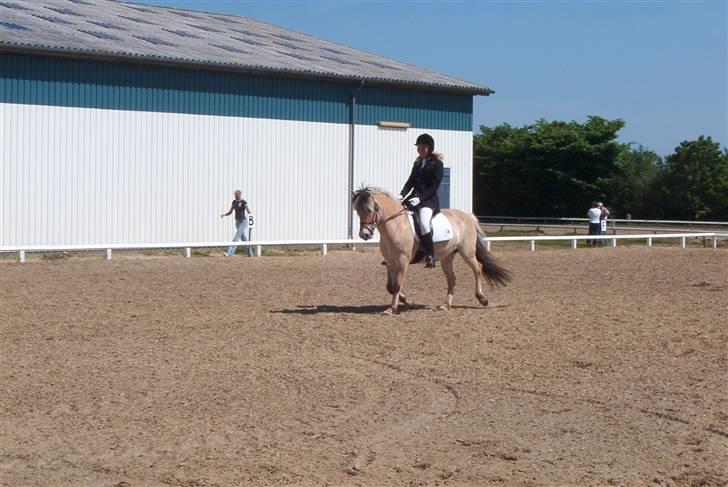 Fjordhest Vestergårdens Trine SOLGT - Sidste stævne (jeg er alt for lang til hende :D) billede 10