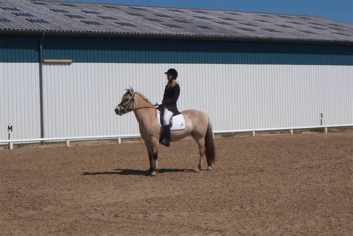 Fjordhest Vestergårdens Trine SOLGT - Sidste stævne 06 billede 11