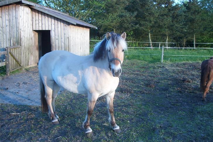 Fjordhest Vestergårdens Trine SOLGT - Trine 2 år billede 13
