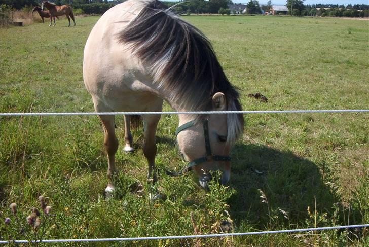 Fjordhest Vestergårdens Trine SOLGT - Trine på sommergræs billede 14