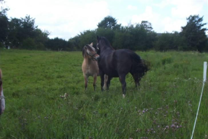 Fjordhest Vestergårdens Trine SOLGT - Trine 04 med nye foldvenner billede 15