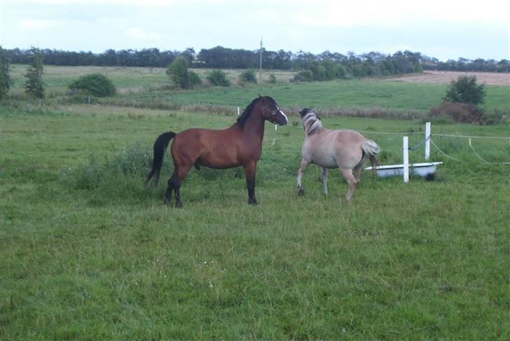 Fjordhest Vestergårdens Trine SOLGT - Trine med sin nye kæreste-hest Cocktail billede 16