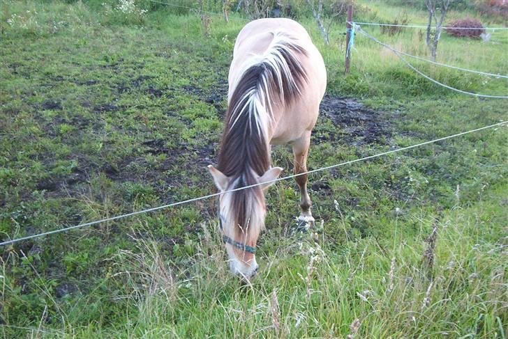 Fjordhest Vestergårdens Trine SOLGT - Sommergræs o6 billede 18