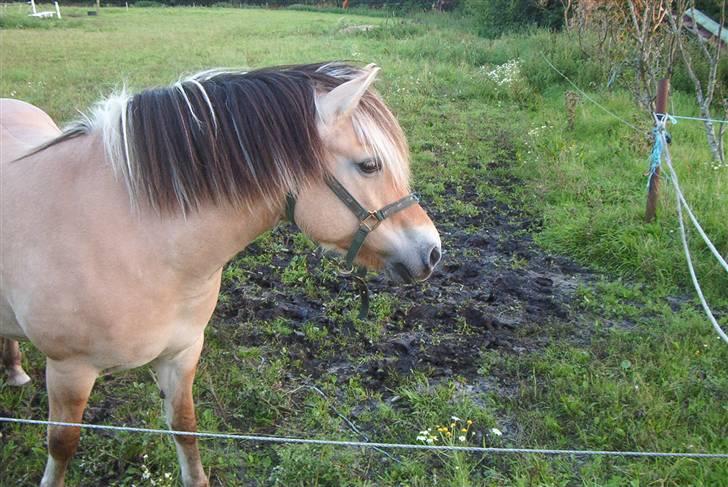 Fjordhest Vestergårdens Trine SOLGT - Langhåret og på sommergræs 06 billede 19