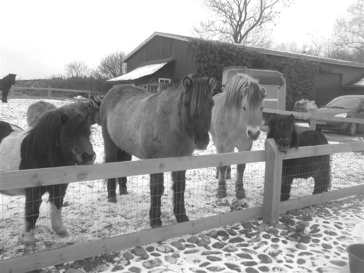 Islænder Urdúr<3 - Ødur i midten billede 12