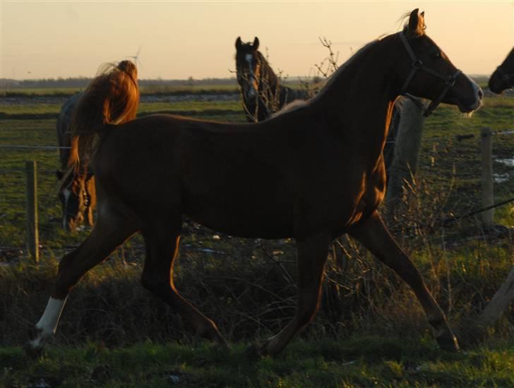 Arabisk fuldblod (OX) TA Wahir ibn Hafez  billede 8