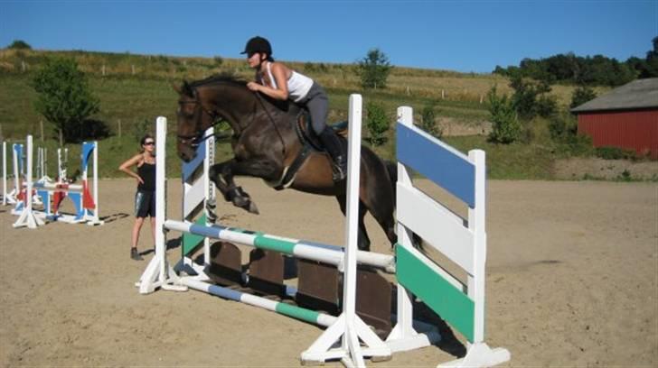 Holstener Lolitta billede 1