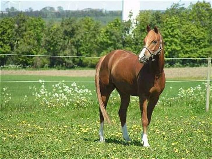Anden særlig race Bastian • B-pony billede 5