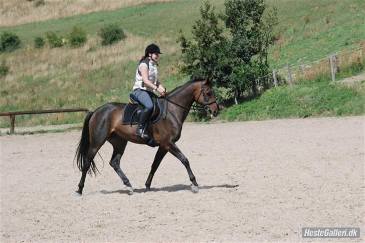 Holstener Lolitta billede 5