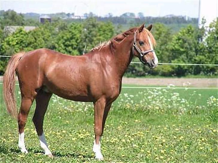Anden særlig race Bastian • B-pony billede 6