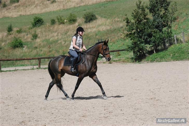 Holstener Lolitta - nej, de er ikke helt ens:) billede 6