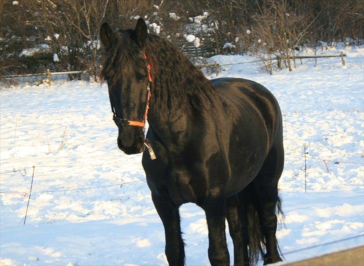 Frieser Sietse VD molenwijk billede 2