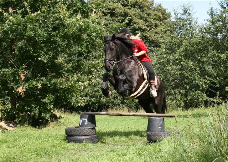 Frieser Sietse VD molenwijk - Springer næsten 1 meter! Dygtig hest. billede 3