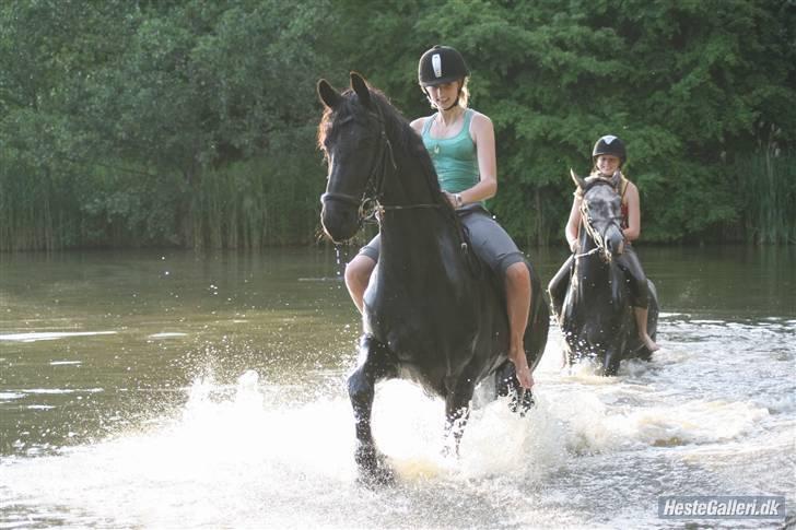 Frieser Sietse VD molenwijk - Sietse og annemette i trav i søkanten!  billede 6