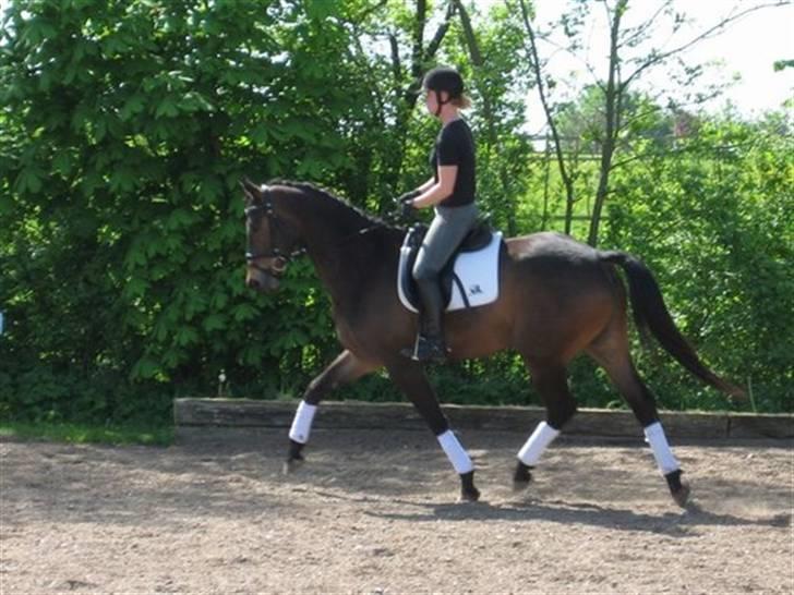 Trakehner Agacan H RIP billede 4