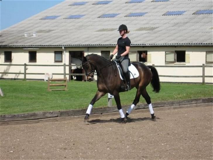 Trakehner Agacan H RIP billede 5