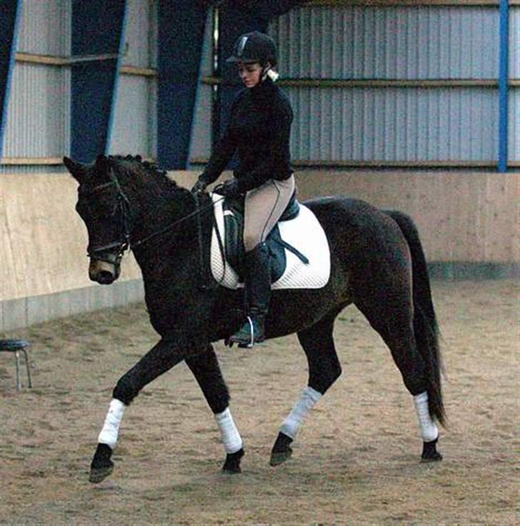 Trakehner Agacan H RIP billede 6