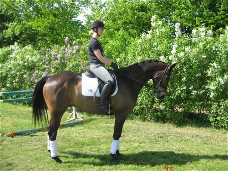Trakehner Agacan H RIP billede 7
