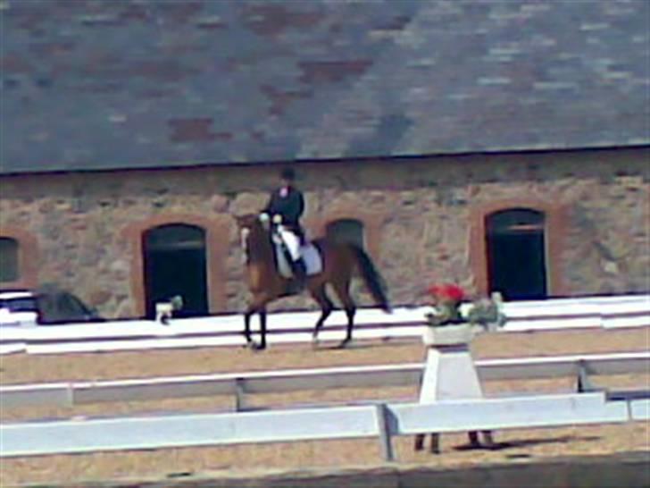 Trakehner Amree H SOLGT billede 10