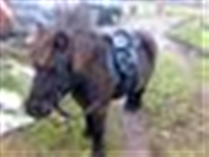 Shetlænder bette billede 4