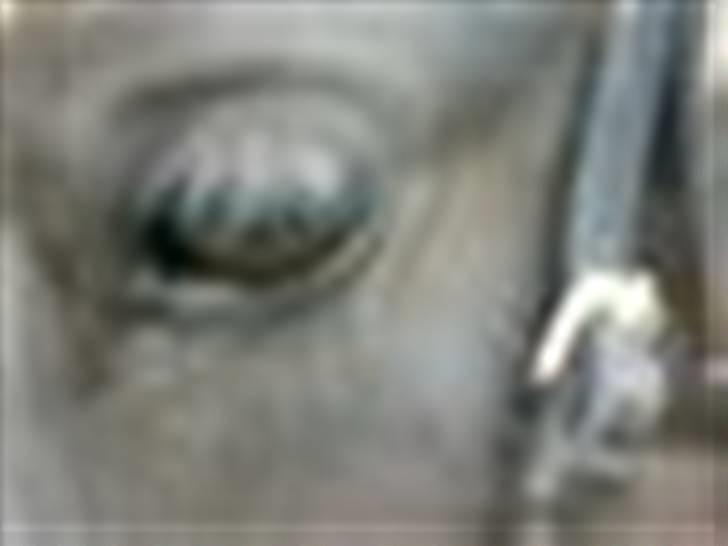 Shetlænder bette billede 5