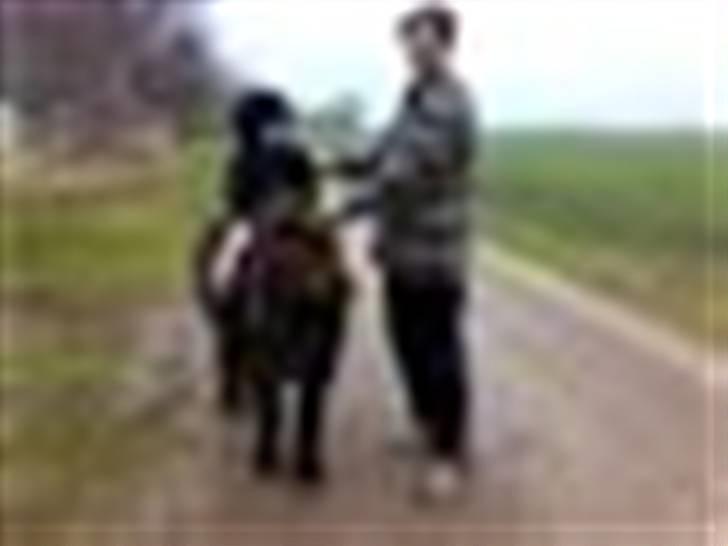 Shetlænder bette billede 6