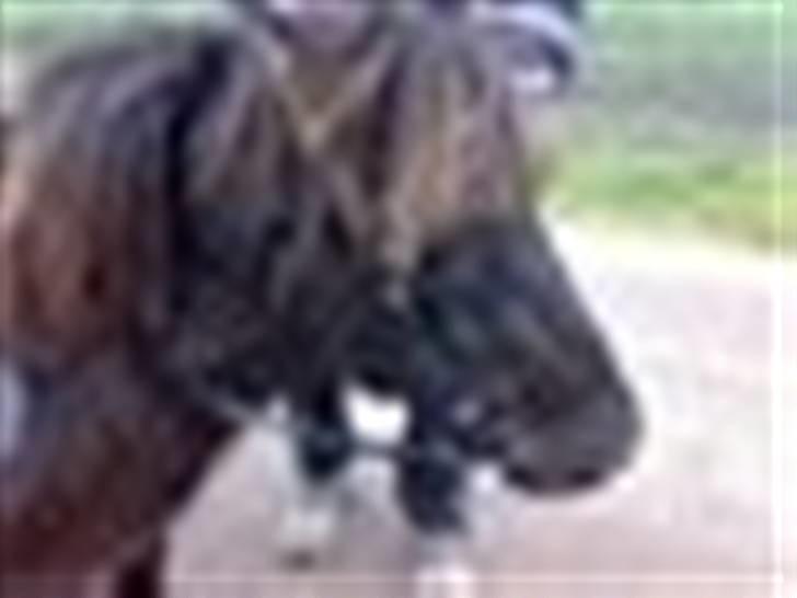 Shetlænder bette billede 7