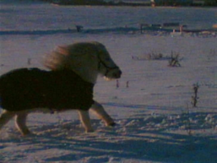Anden særlig race Ramses SOLGT <3 <3 R.I.P. billede 4