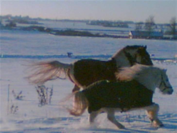 Anden særlig race Ramses SOLGT <3 <3 R.I.P. billede 8