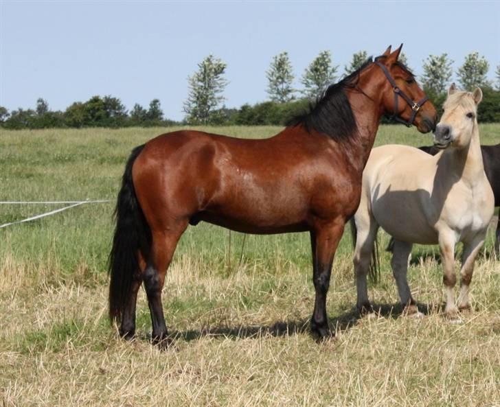 Pura Raza Española Baltic Blizzard Solgt billede 1