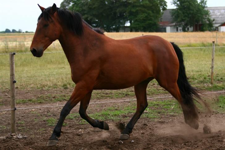 Pura Raza Española Baltic Blizzard Solgt billede 6