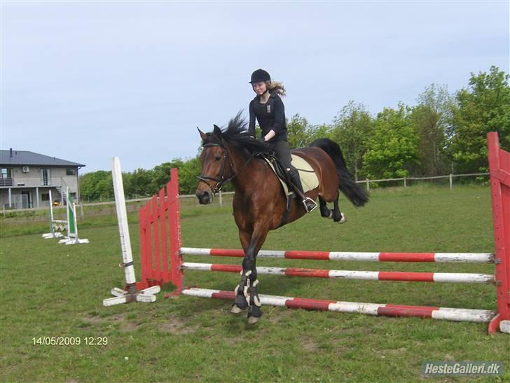 Anden særlig race Tøsen - mig der har lavet det dejlige  billede af hende:} billede 14