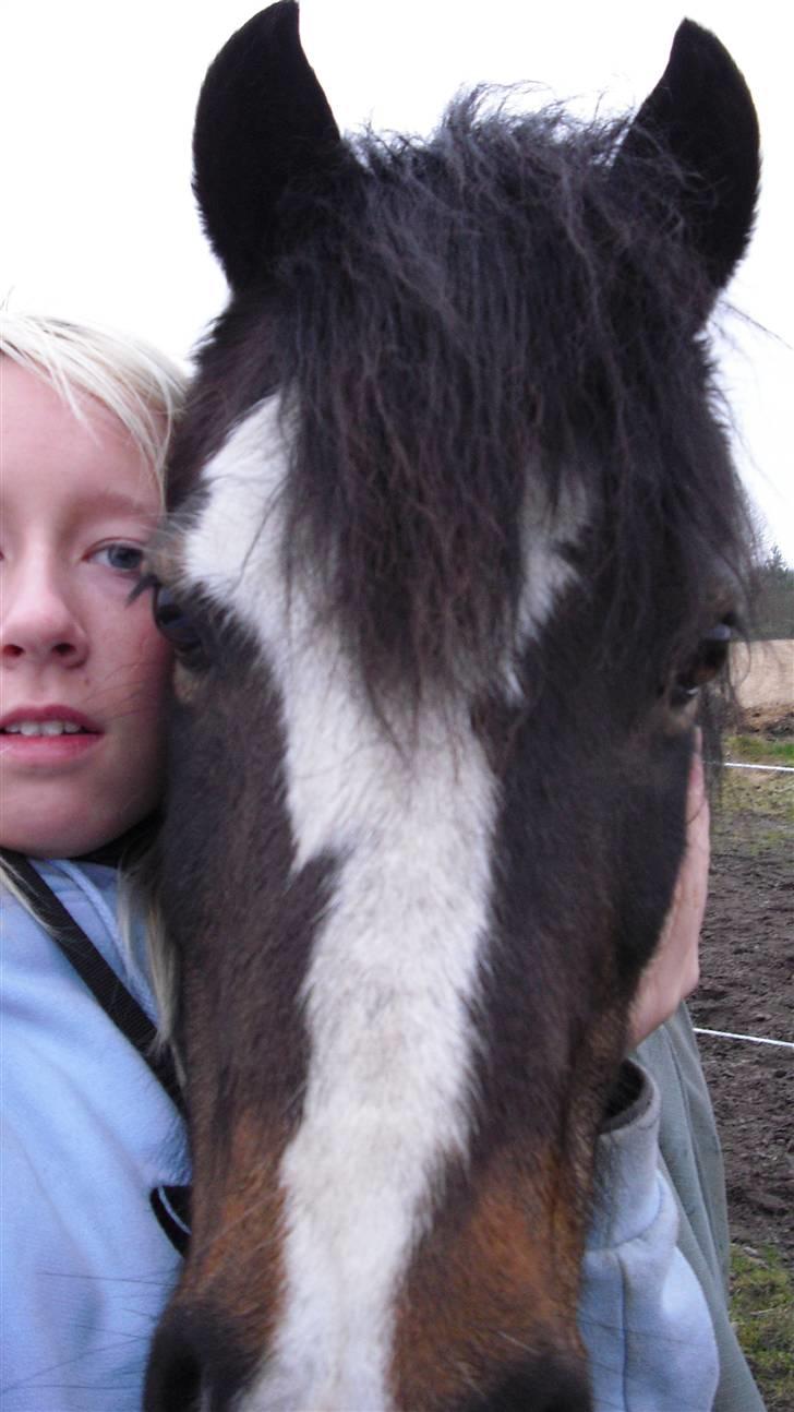 Welsh Mountain (sec A) Laban - Mig og Laban :) billede 1