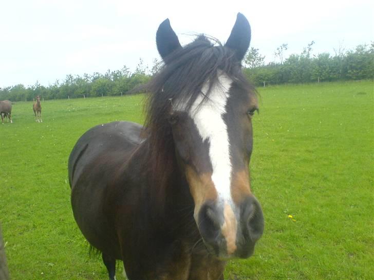 Welsh Mountain (sec A) Laban - Laban på marken (: billede 2