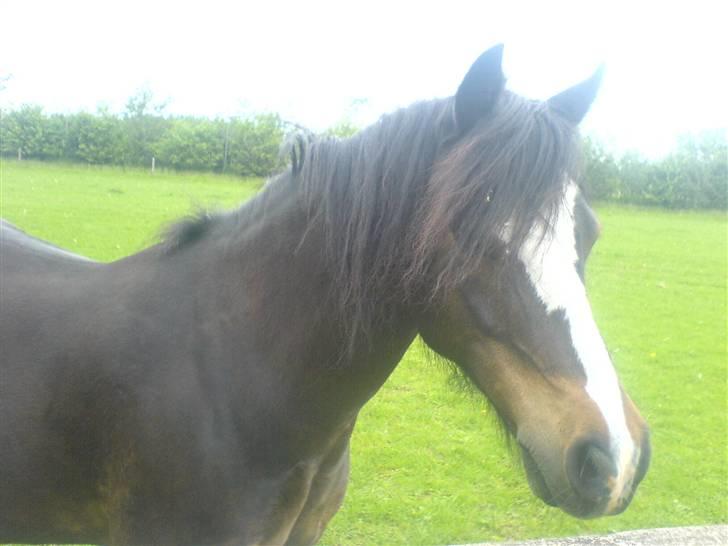 Welsh Mountain (sec A) Laban - Laban på marken (: billede 3