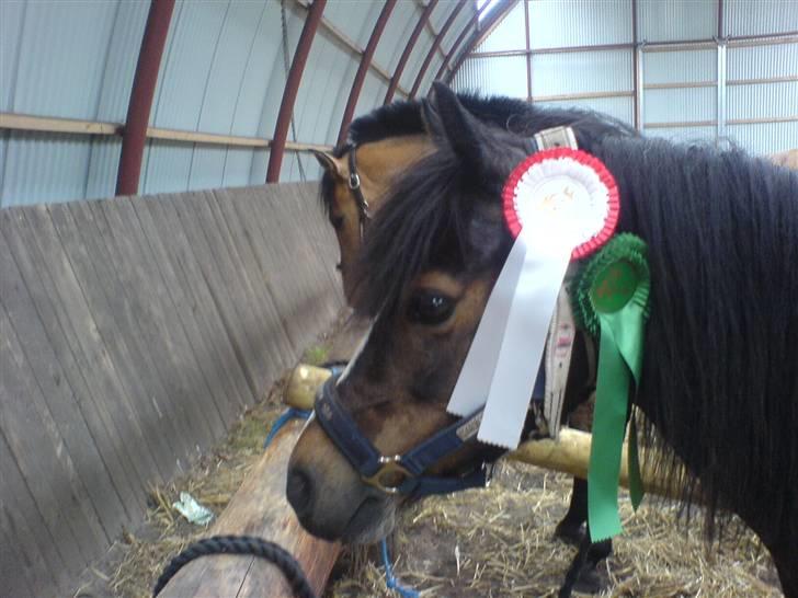 Welsh Mountain (sec A) Laban - Laban har vundet i Kragelund, spring :D <3 min seje pony d: billede 4