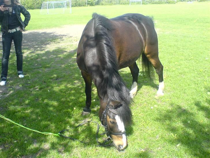 Welsh Mountain (sec A) Laban - Laban græsser på skolen xD  billede 5