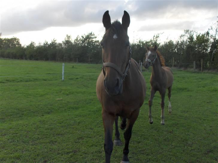 Anden særlig race Rosendals Felina - Felina på marken (: billede 1