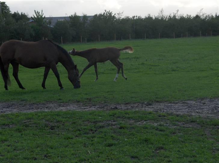 Anden særlig race Rosendals Felina - Felina og føl (: <3 billede 4