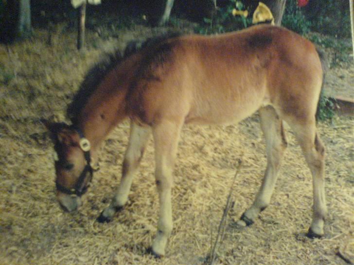Anden særlig race Rosendals Felina - Felina som føl (´: <3 billede 6