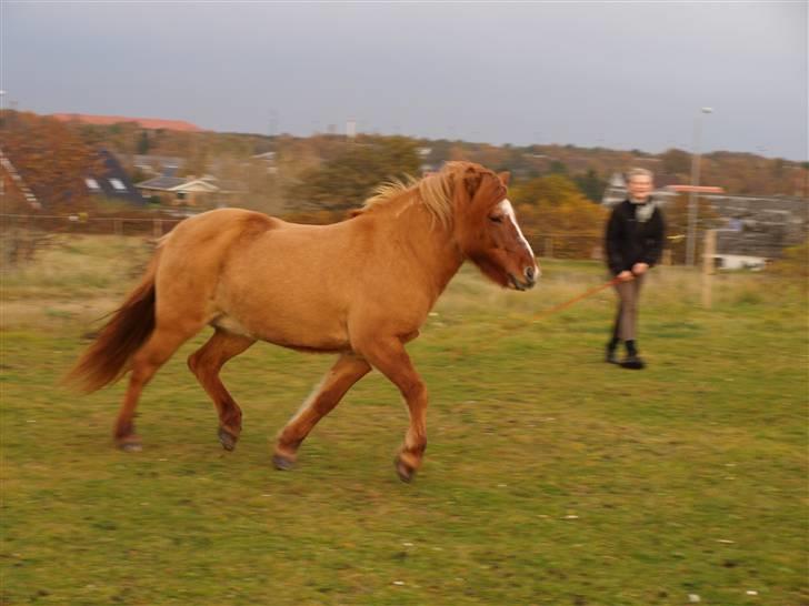 Islænder Fjalladis - Lækre Fjala i trav ..  billede 9