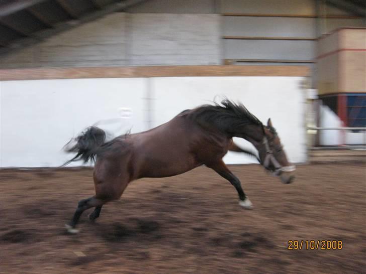 Traver Here To Stay - Hun blev vist lige lidt vild uden nogen grund billede 6