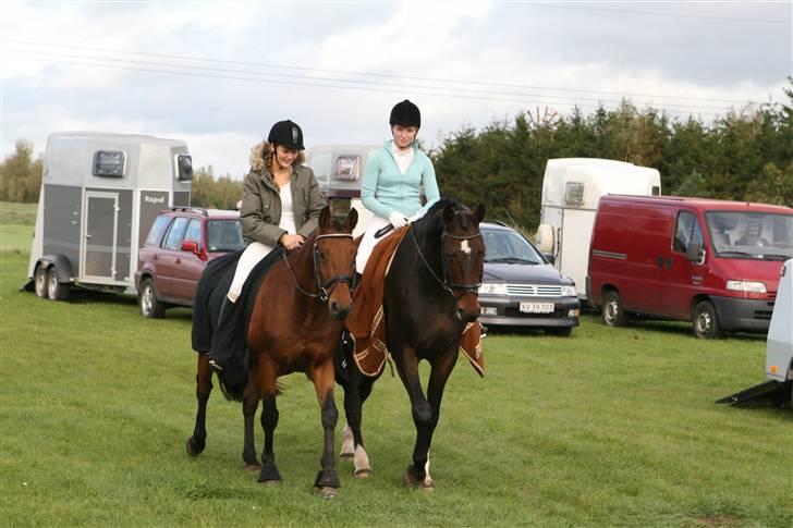 Dansk Varmblod Lundhede's Pricado R.I.P - Min gamle pony og Pricado billede 15