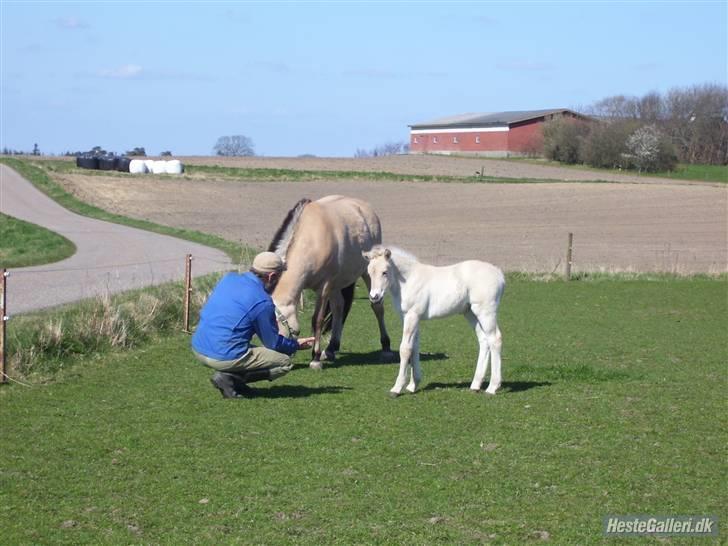 Fjordhest Fie *SOLGT* billede 6