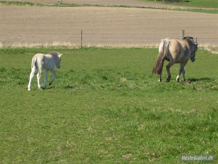 Fjordhest Fie *SOLGT* billede 7